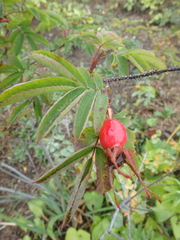 Rosa amblyotis
