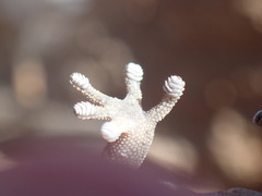 Pachydactylus oculatus