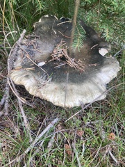 Russula virescens