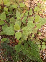 Stachys sylvatica