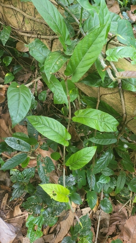 Image of Ficus sagittata by (c) Cheongweei Gan, some rights reserved (CC BY)