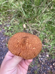 Suillus cavipes