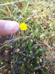 Hypochaeris glabra