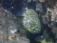 Cleidopus gloriamaris