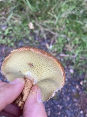 Suillus cavipes