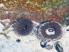 Bunodactis reynaudi