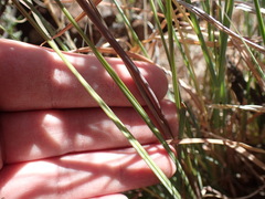 Gladiolus permeabilis