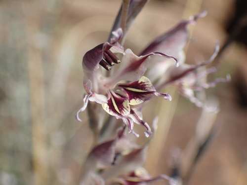 Image of Gladiolus permeabilis by (c) Mahomed Desai, some rights reserved (CC BY)
