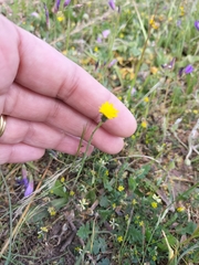 Hypochaeris glabra