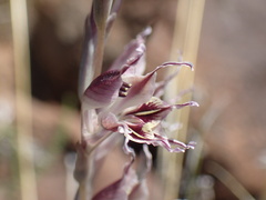 Gladiolus permeabilis