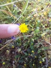 Hypochaeris glabra