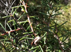 Hakea rugosa
