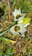 Ornithogalum