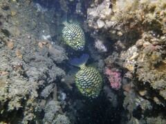 Cleidopus gloriamaris