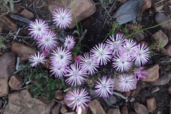 Lampranthus filicaulis