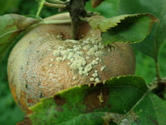 Monilinia fructigena