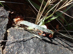 Gethyllis longistyla