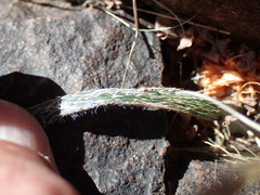 Gethyllis longistyla