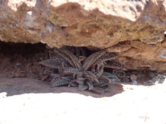Crassula exilis cooperi