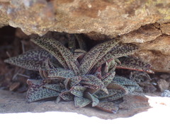 Crassula exilis cooperi