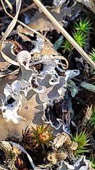 Peltigeraceae