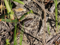 Trachylepis variegata