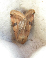 Heliothis peltigera