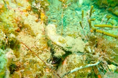 Malleus meridianus