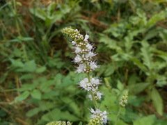 Mentha