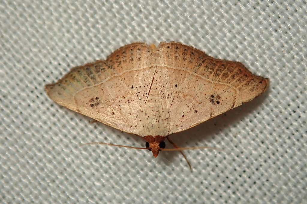 Rufous Hook-tip