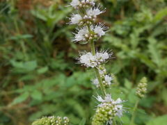 Mentha