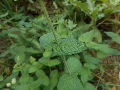 Mentha
