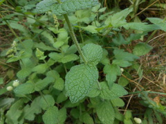 Mentha