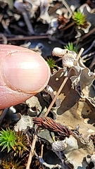 Peltigeraceae