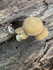 Simocybe centunculus