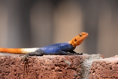 Agama planiceps