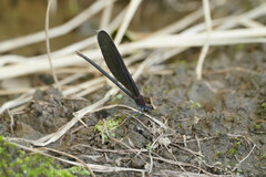 Atrocalopteryx atrata