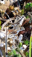 Peltigeraceae