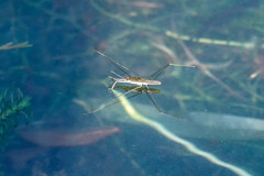 Aquarius paludum paludum