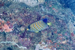 Pygoplites diacanthus