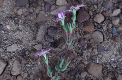 Lampranthus filicaulis