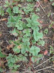 Potentilla stolonifera