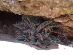 Crassula exilis cooperi