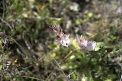 Anacamptis papilionacea