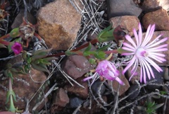 Lampranthus filicaulis
