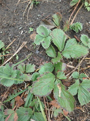 Potentilla stolonifera