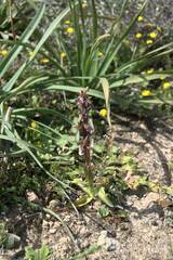 Anacamptis collina