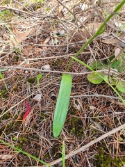 Elythranthera emarginata