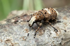 Platystomos albinus