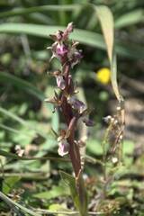 Anacamptis collina